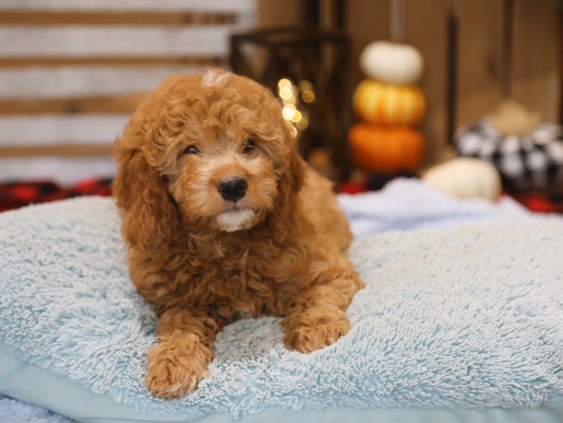  Olly • click to meet