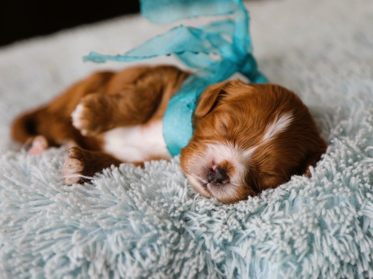 King • Click to meet