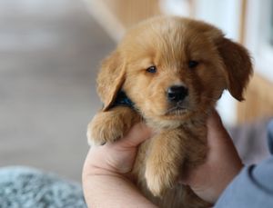  Reggie - Click to meet