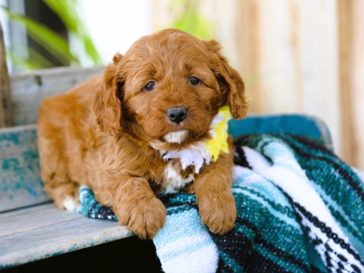 Ivy (4).JPG