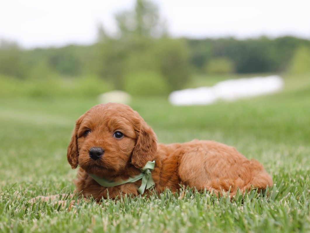 Tex (4).JPG