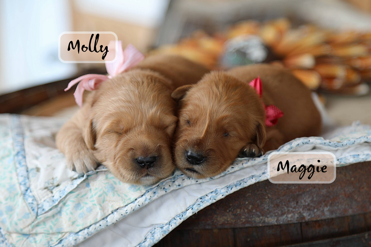 Becky's Babies • click to meet