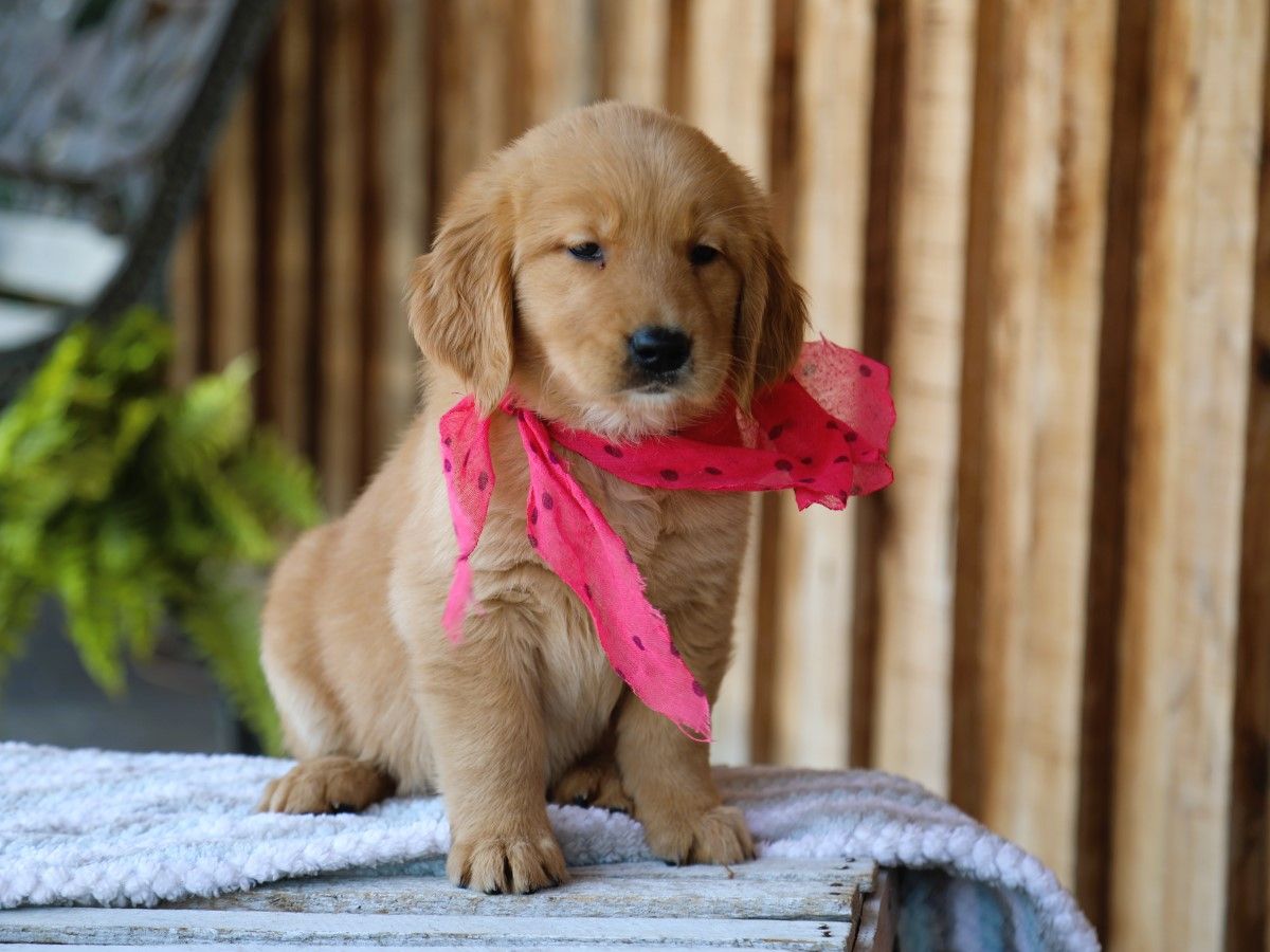 sugar (2).JPG