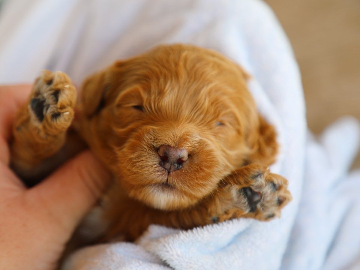 Teddy (4).JPG