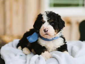 Cosmo • Click to Meet