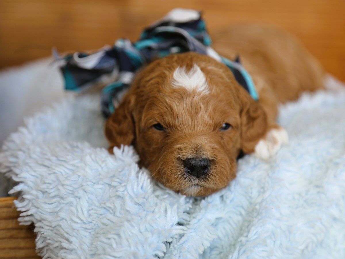 scooby (4).JPG