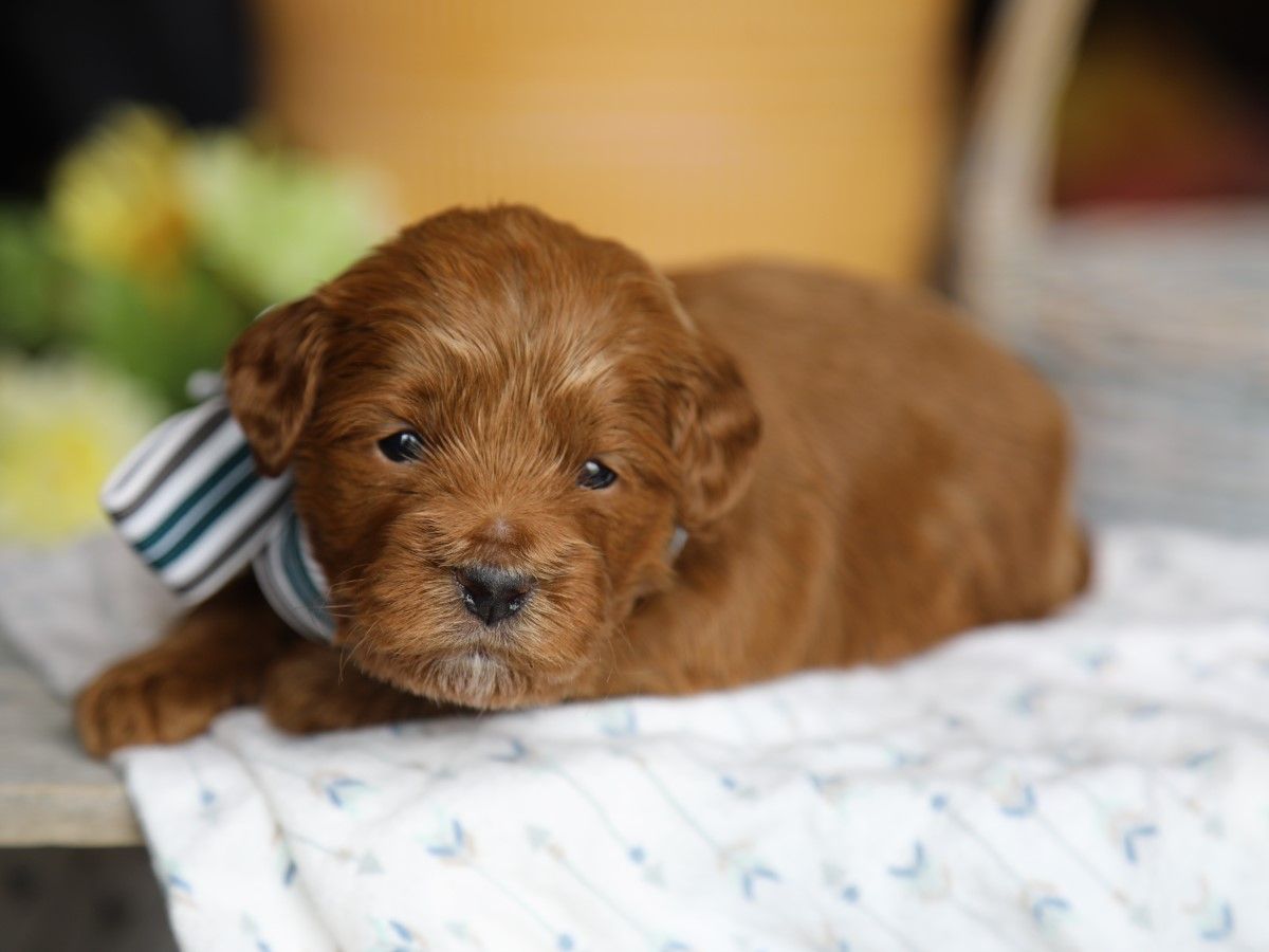Prince • click to meet