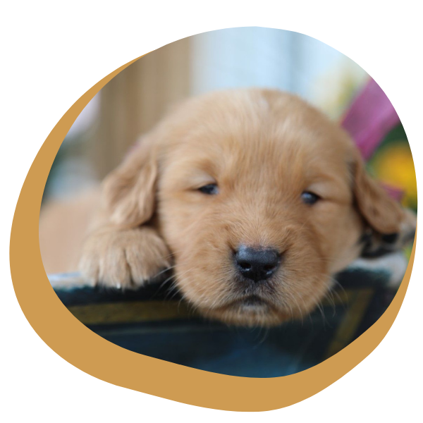 Golden Retriever Puppies for Sale - Image 4.png