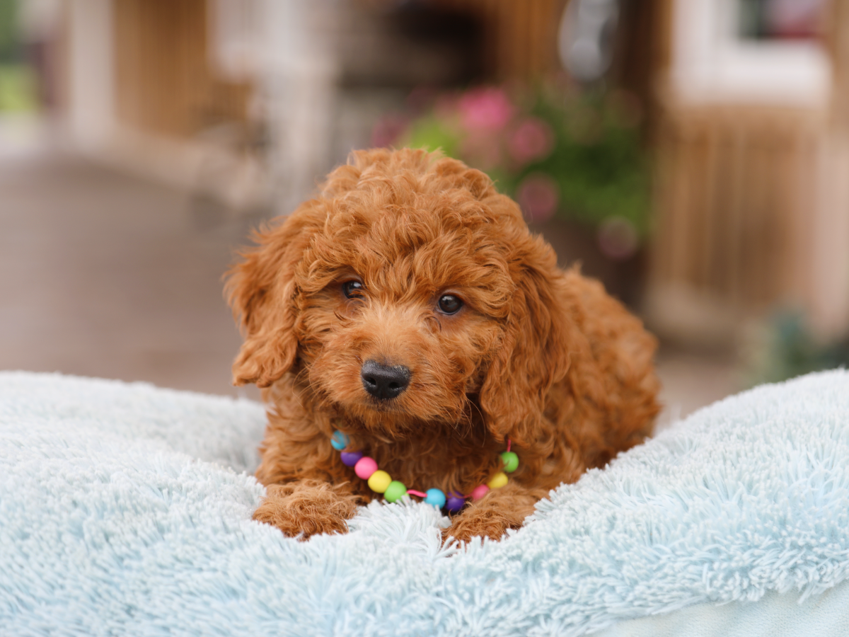 Fred • click to meet