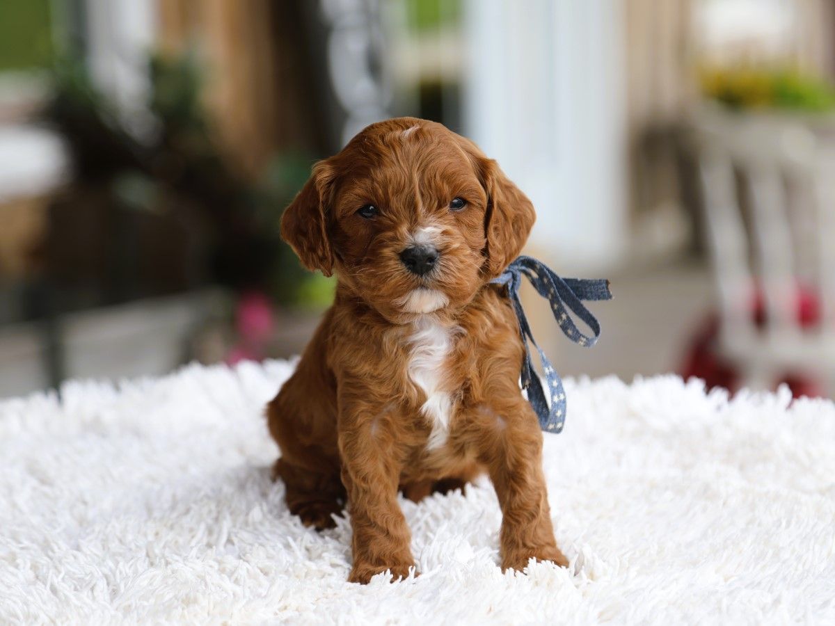 Oliver (2).JPG