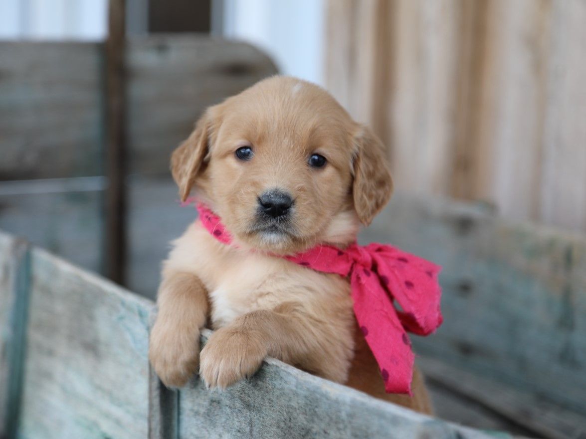  Blossom - Click to meet