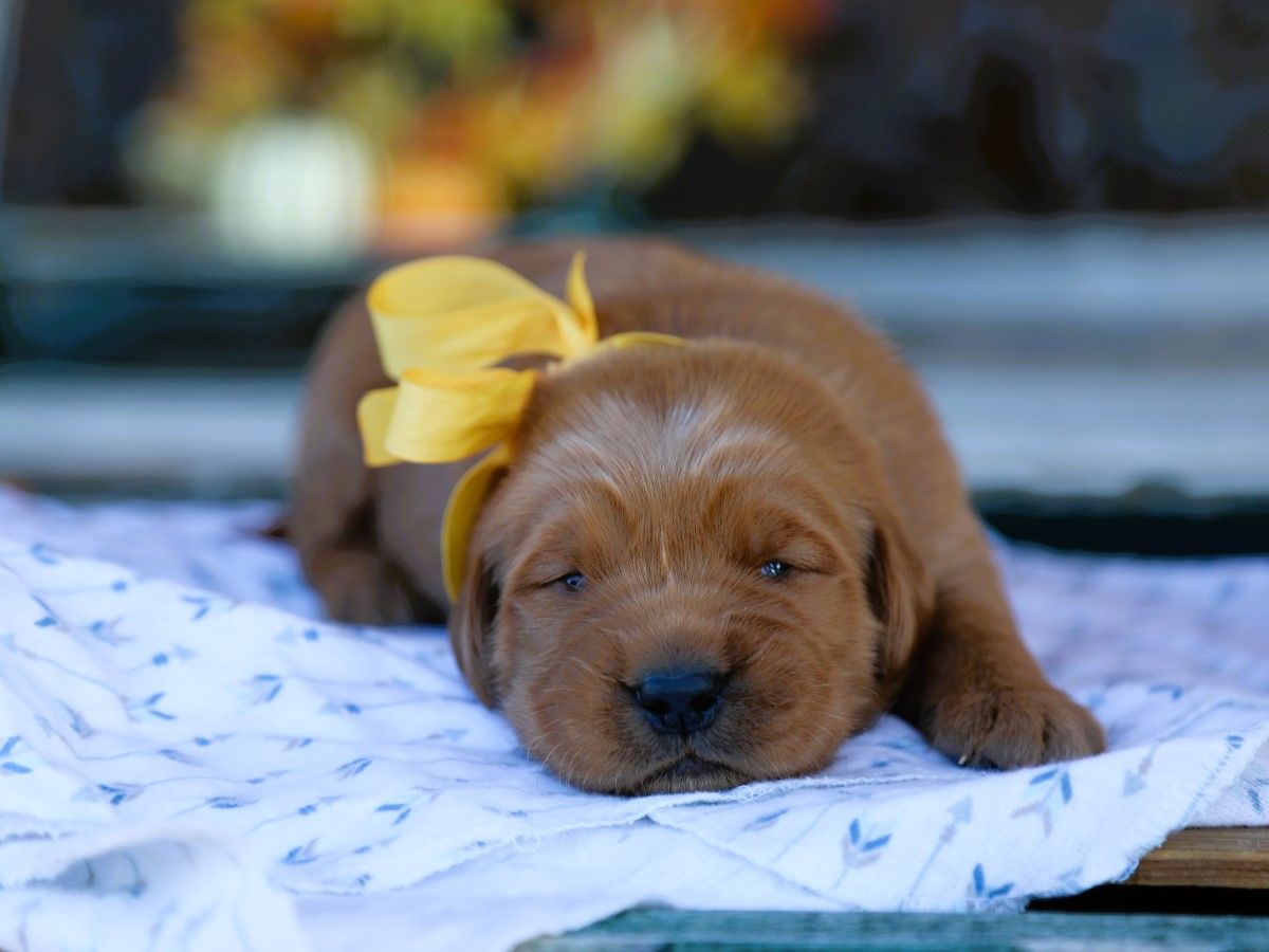 leo (2).JPG