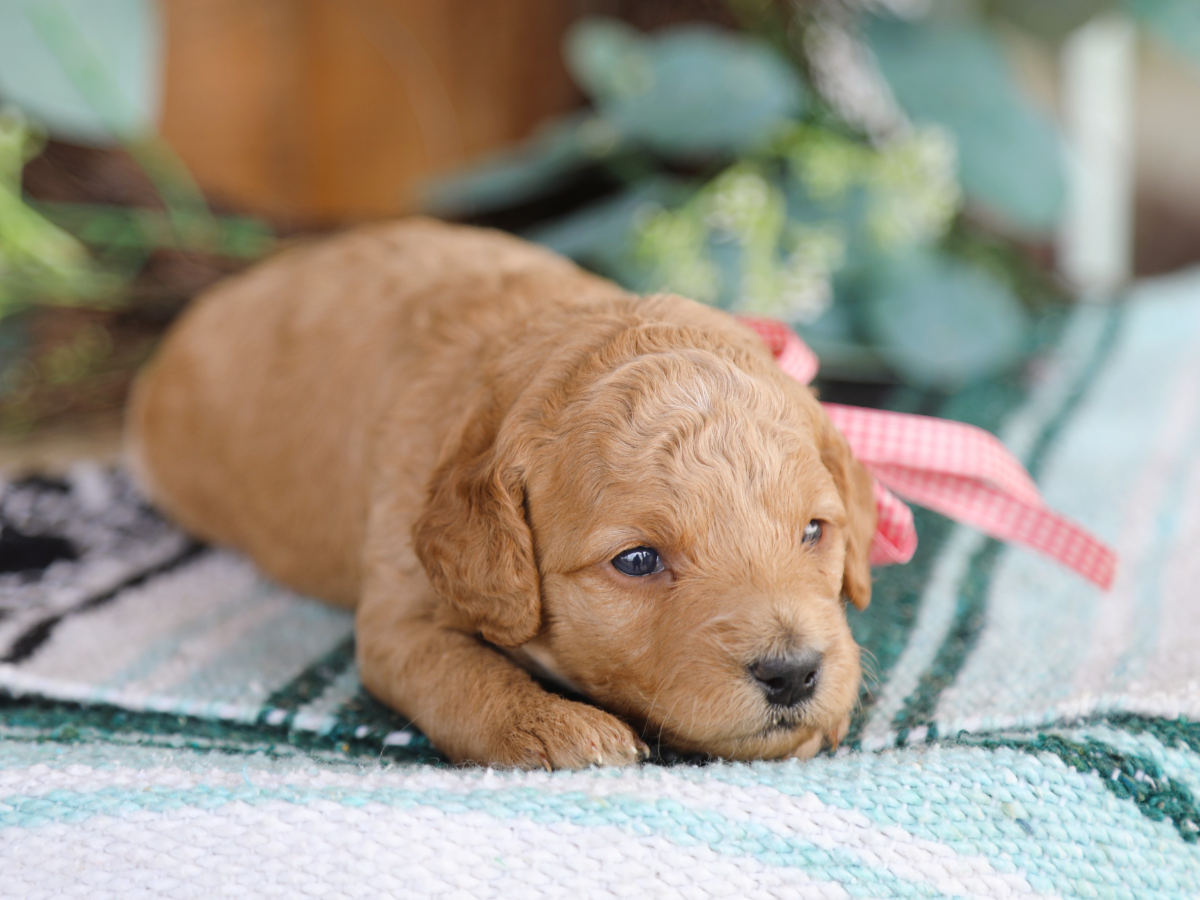 Nelly • click to meet