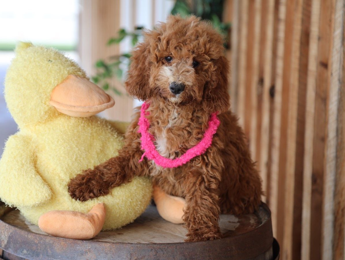  Taffy - click to meet