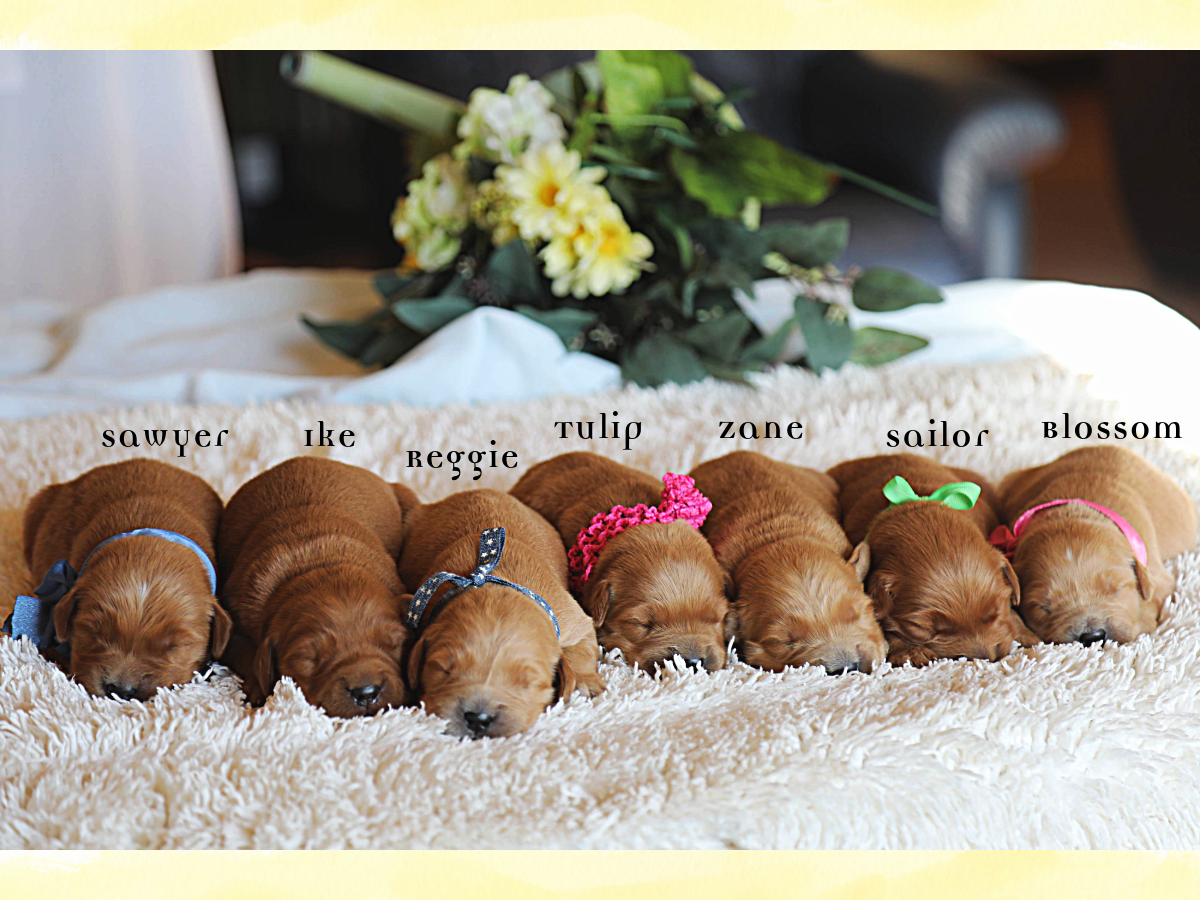 Fannie's Babies • click to meet