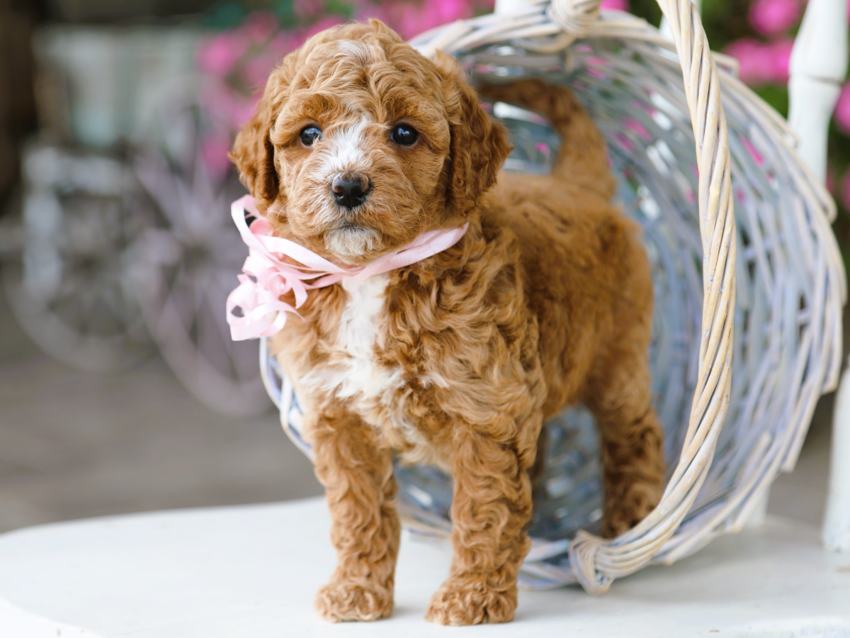  IVY • RESERVED
