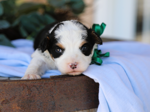 Winston • Click to meet