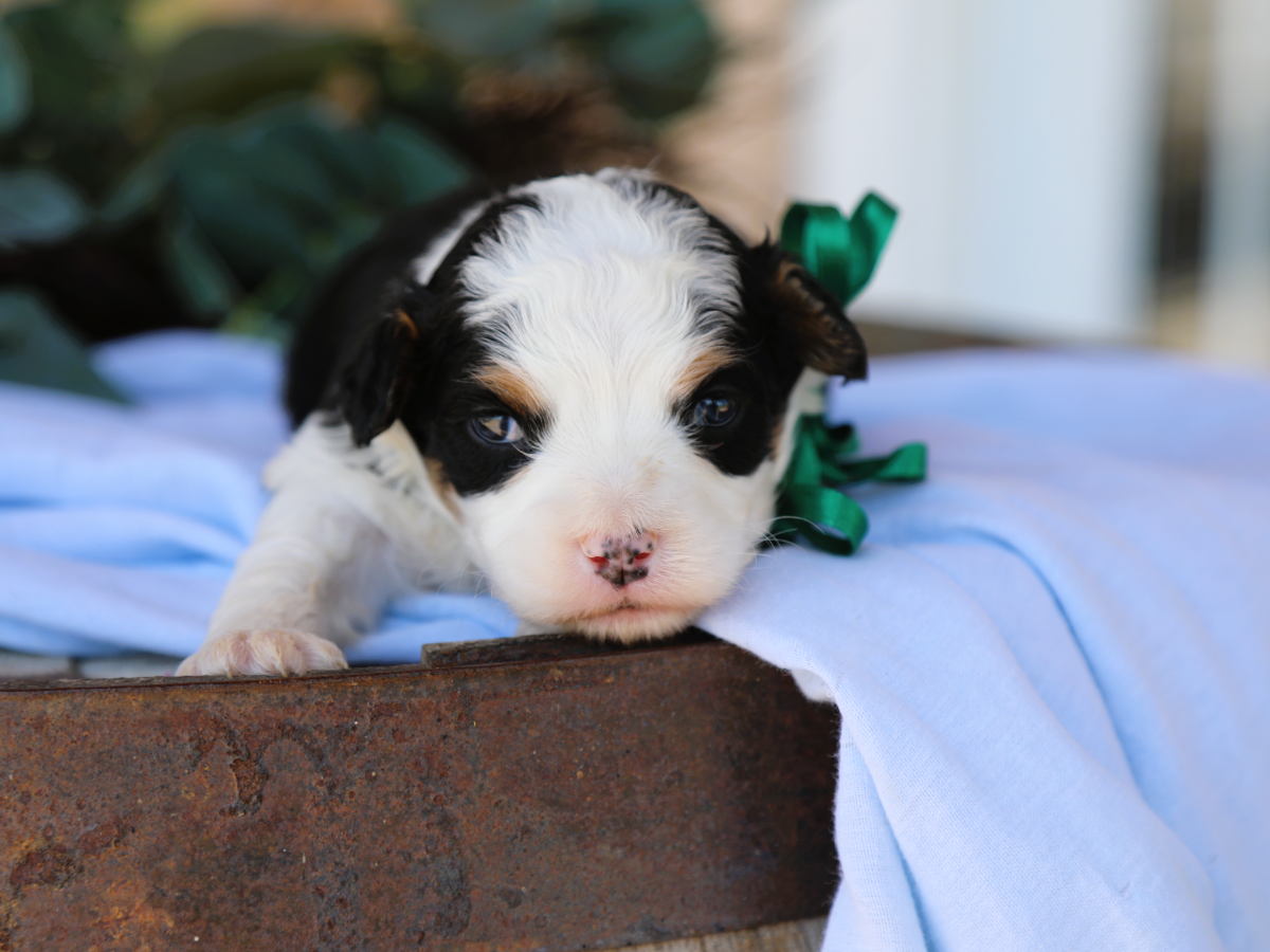 Winston • Click to meet