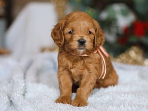 Amie • click to meet