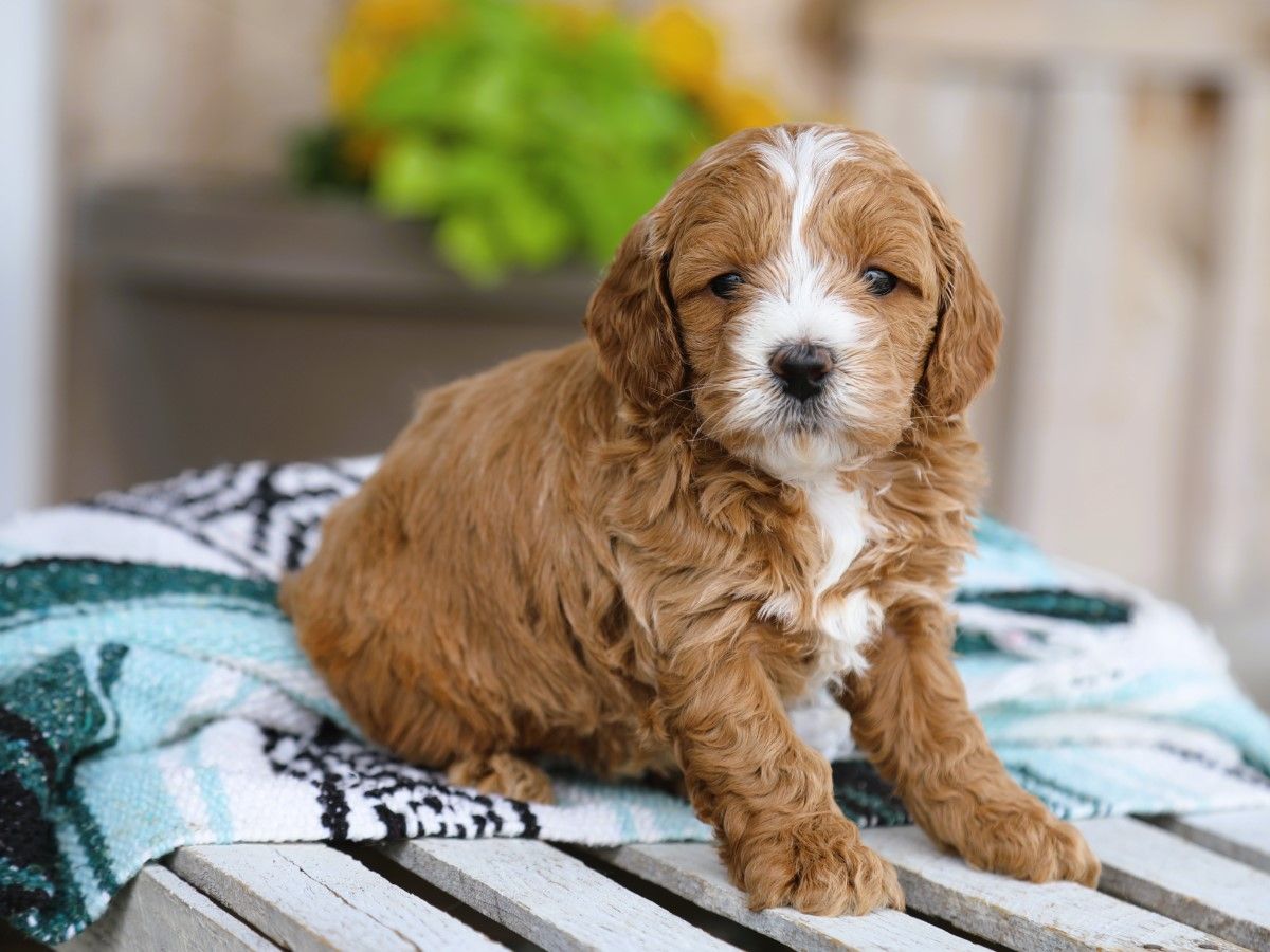 Brinley (2).JPG
