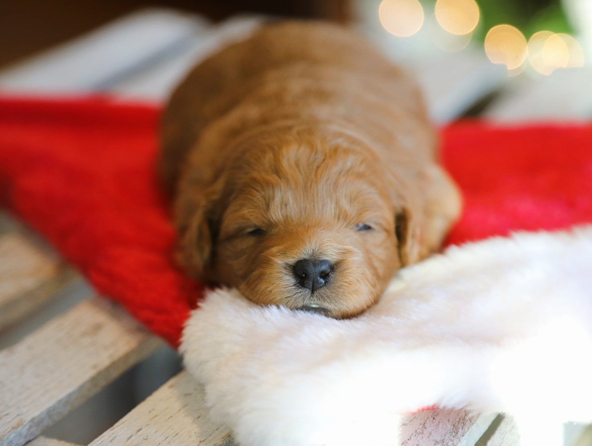 Caramel • click to meet