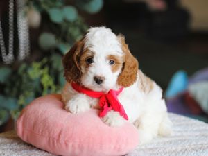 Wanda • click to meet