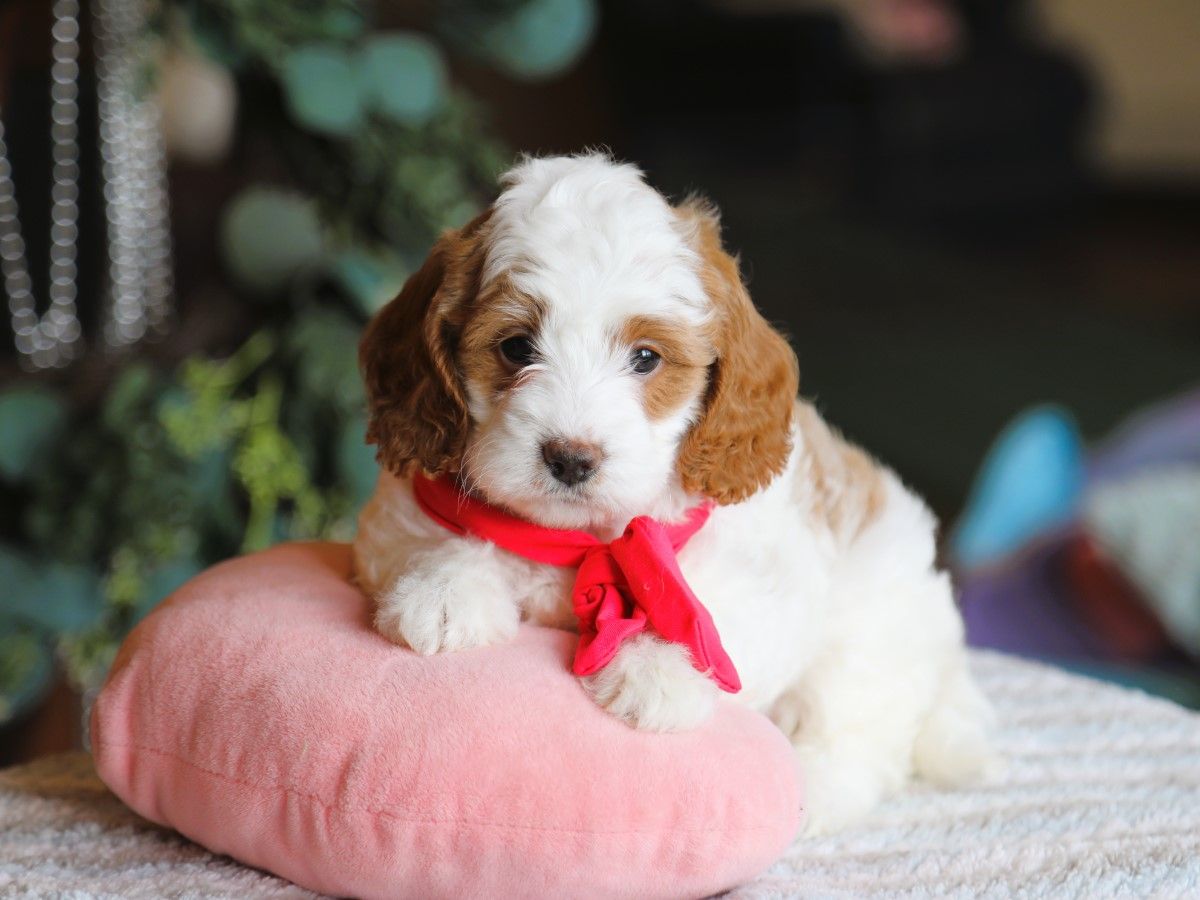 Wanda • click to meet