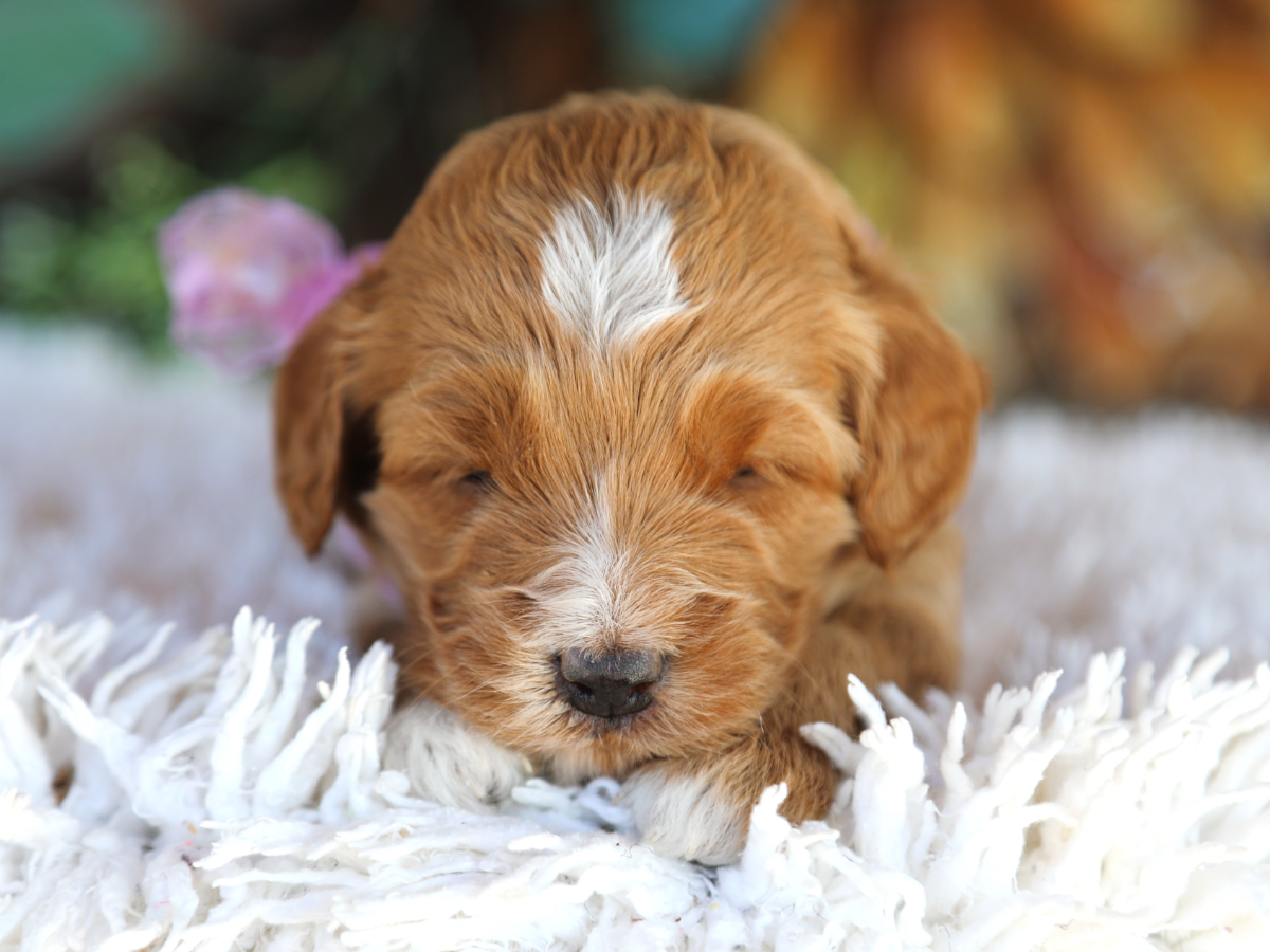Bella • click to meet