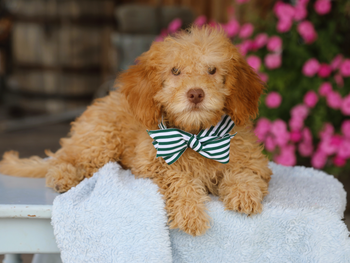  Tucker • click to meet