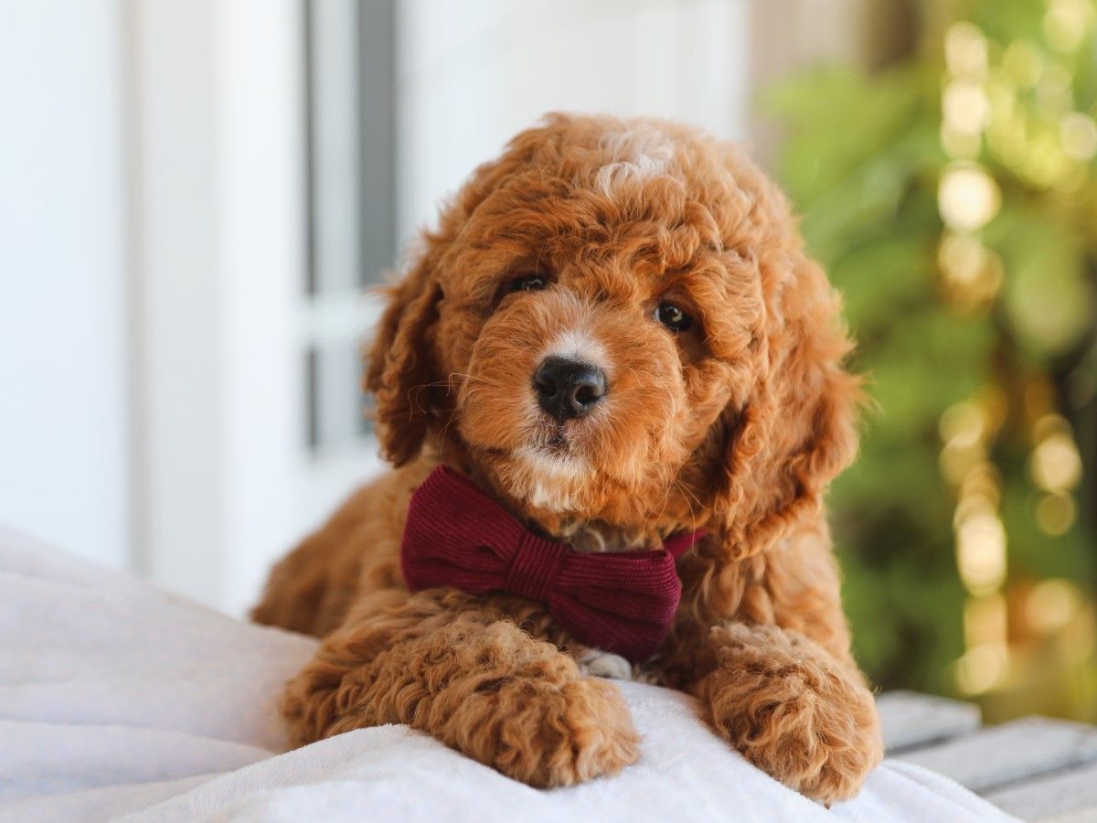  Maple • click to meet