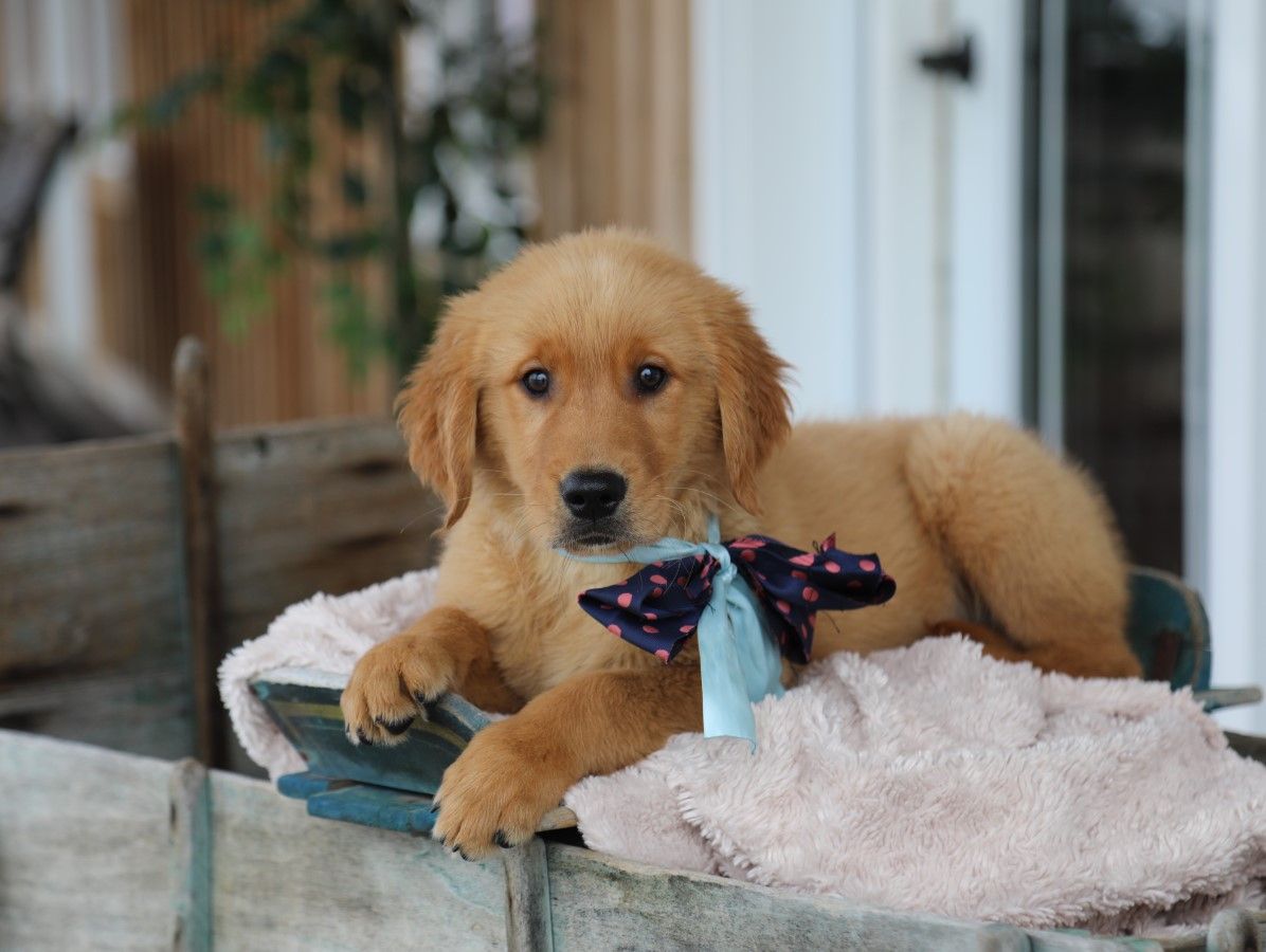  Homer - Click to meet