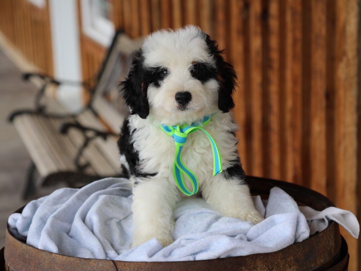 Palmer - click to meet