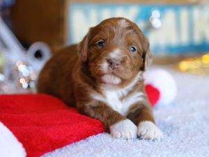 Crystal  • click to meet