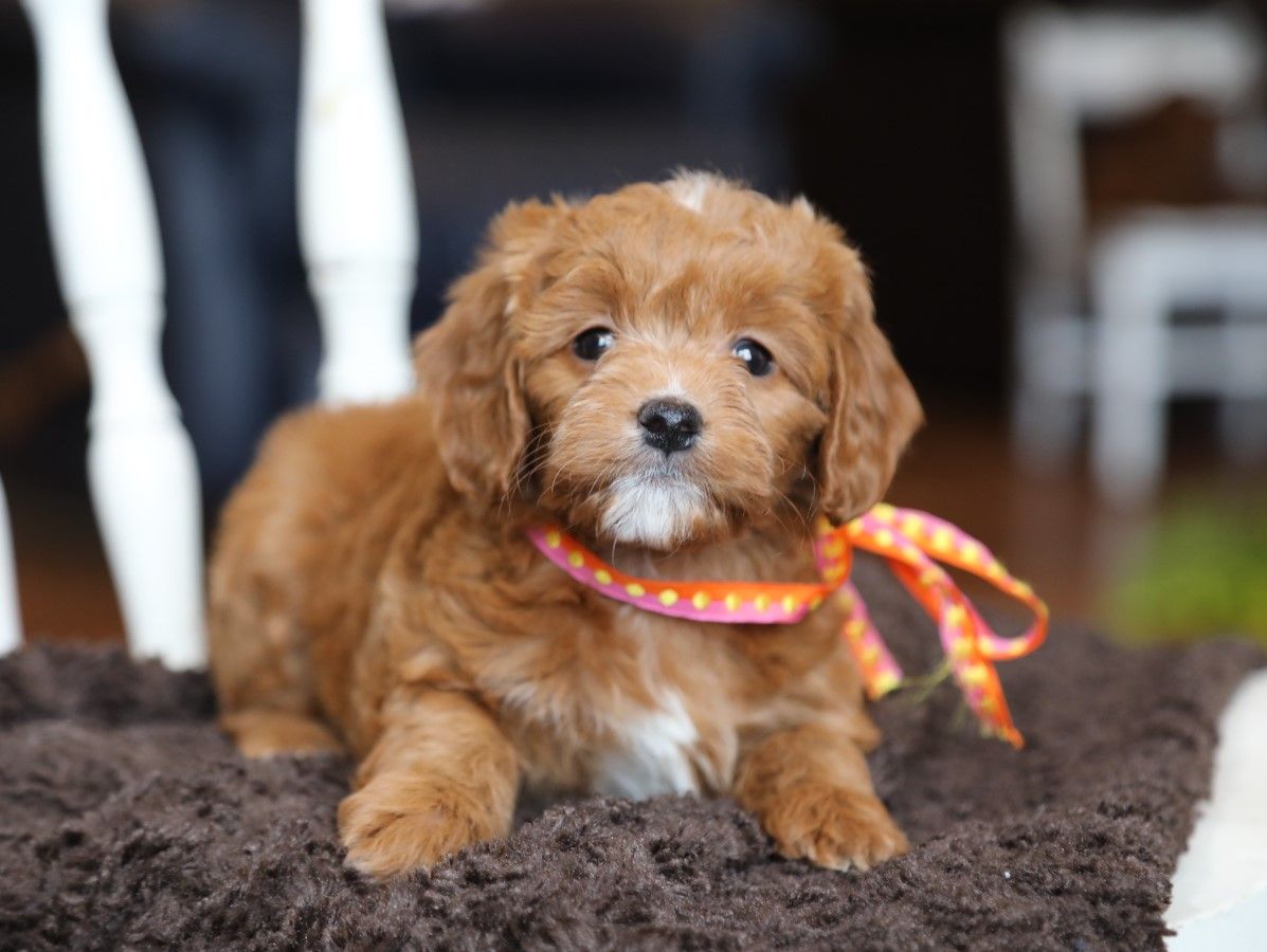  Suki • click to meet