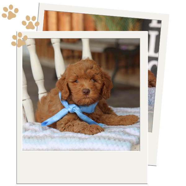 Mini Goldendoodle - Image 2.png