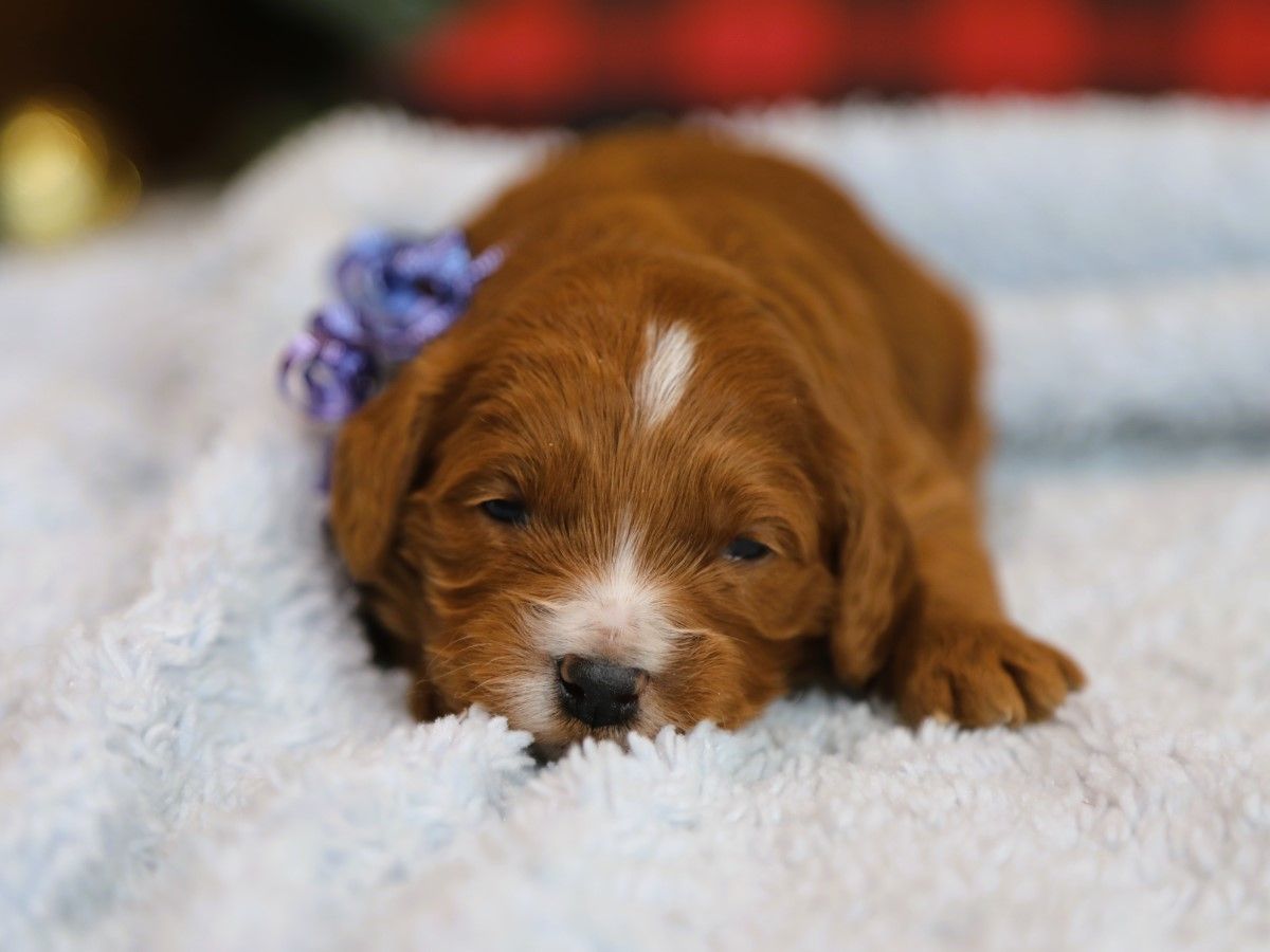 Romeo • click to meet