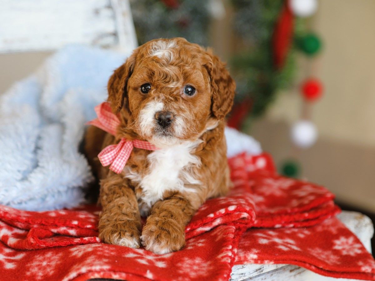  Koko • click to meet