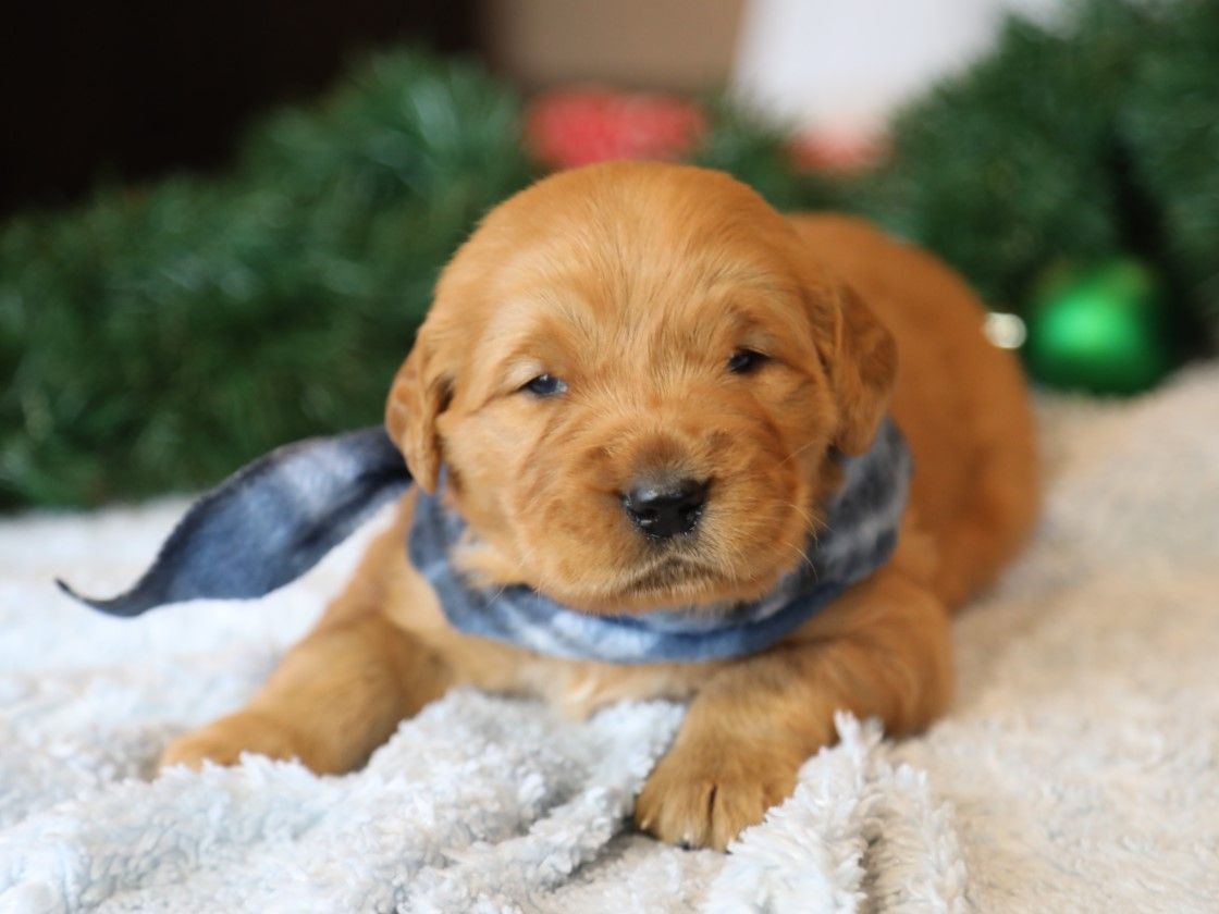 Cleo - Click to meet