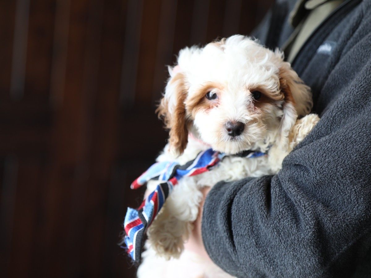 Biscuit (3).JPG