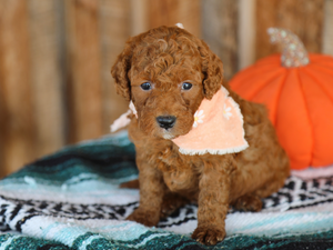 Chino • click to meet