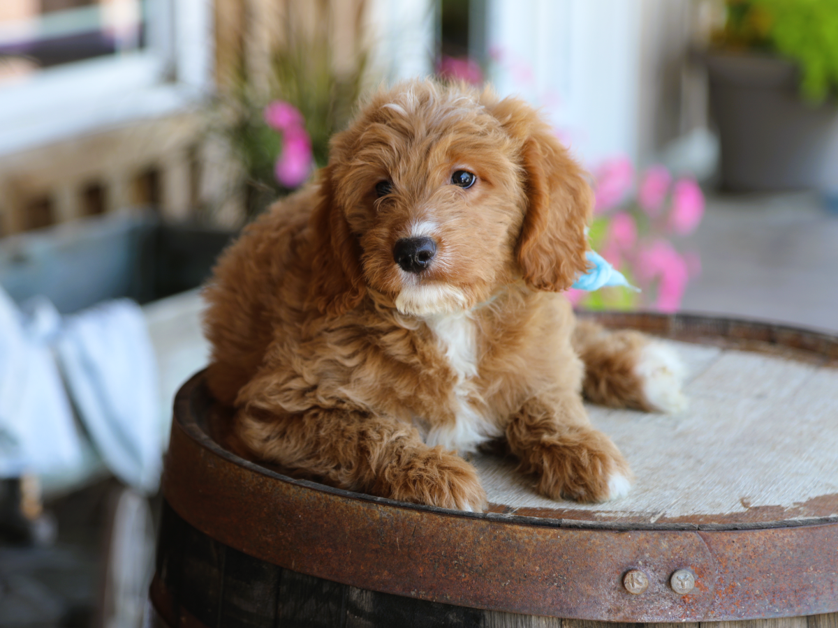 Baxter (4).png