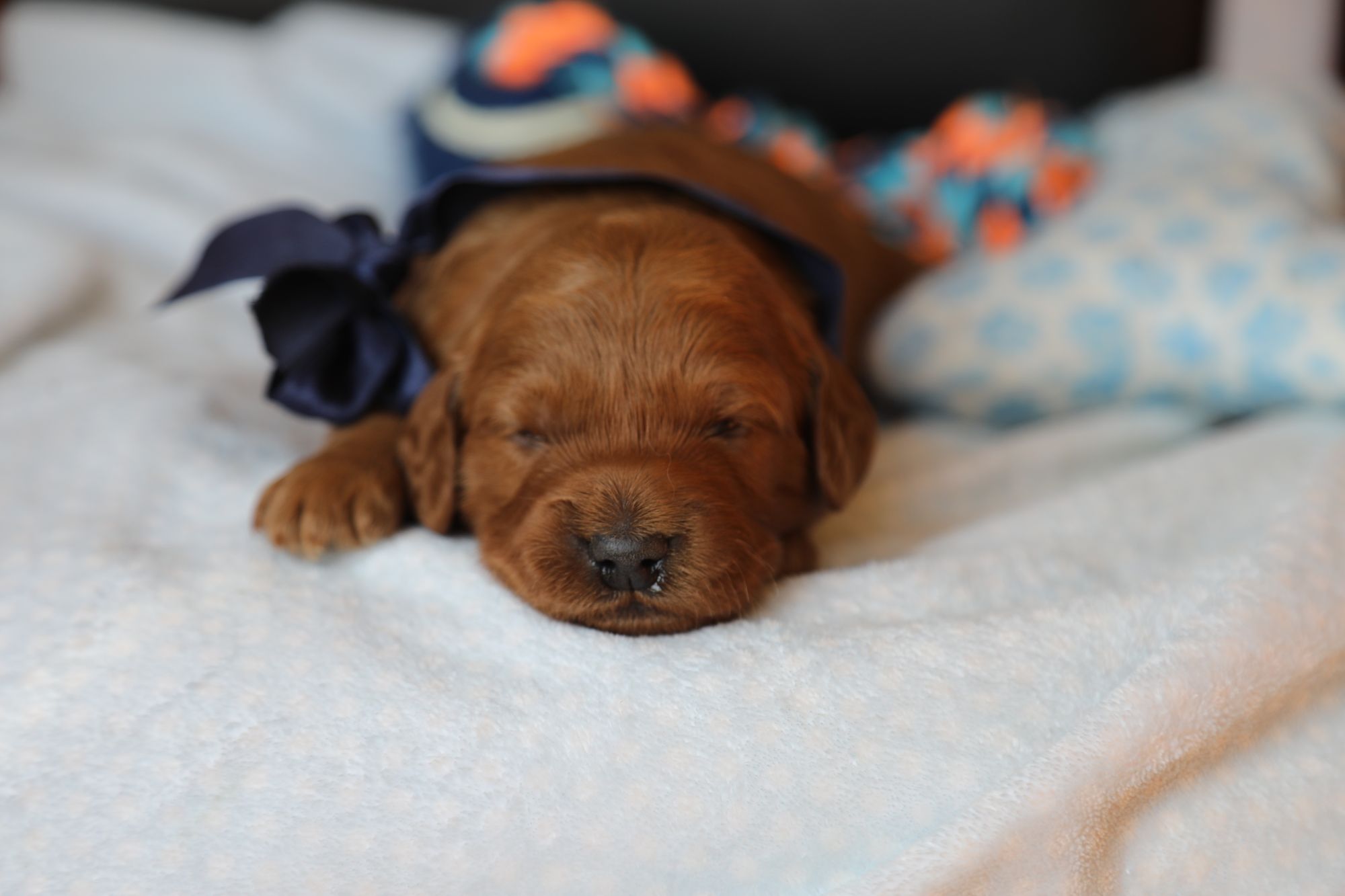 Fred (2).JPG
