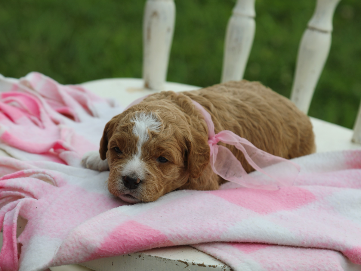 Ginger  • click to meet