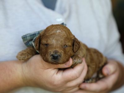 HERSHEY • RESERVED