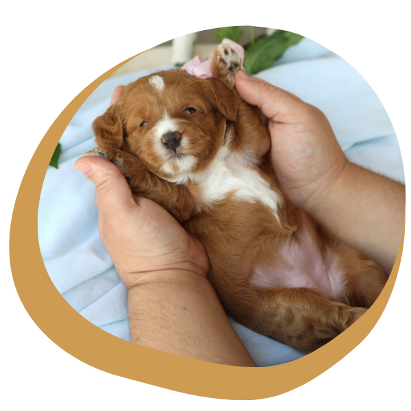 Goldendoodle Puppies - Image 4.png