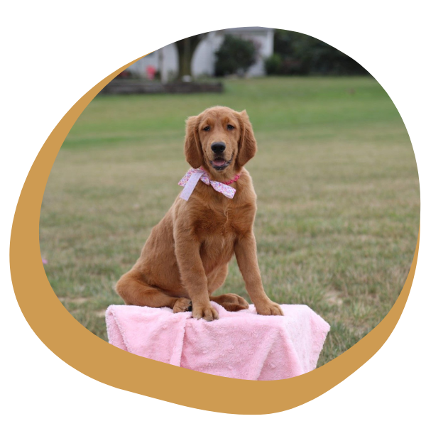 Red Golden Retrievers - Image 4.png