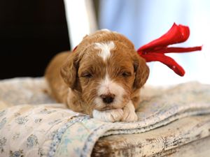 Freddy • click to meet