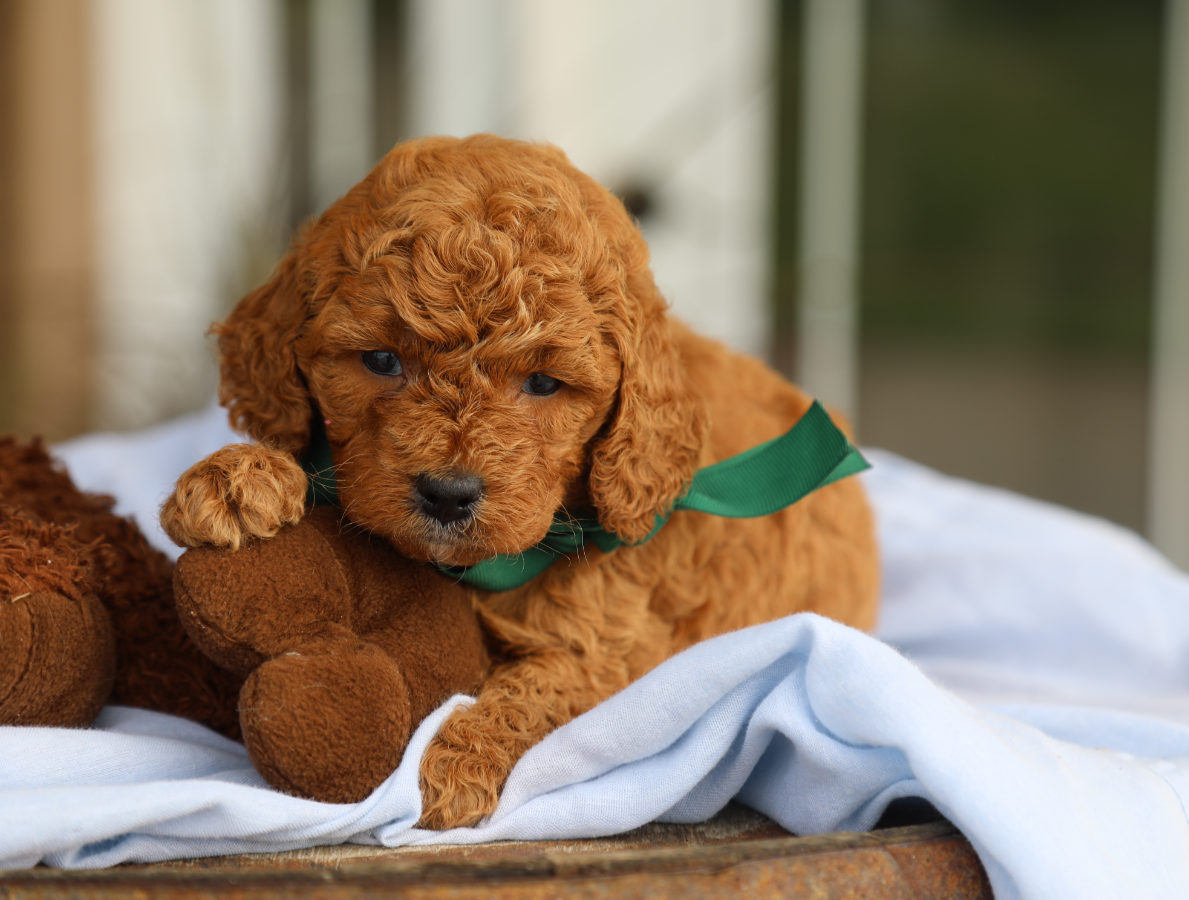 Hondo • click to meet