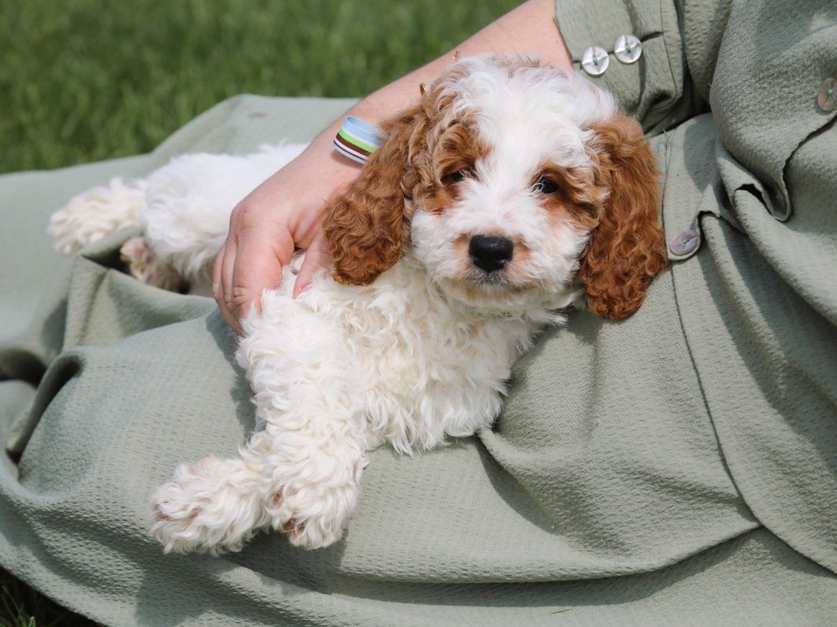 Oliver (3).JPG