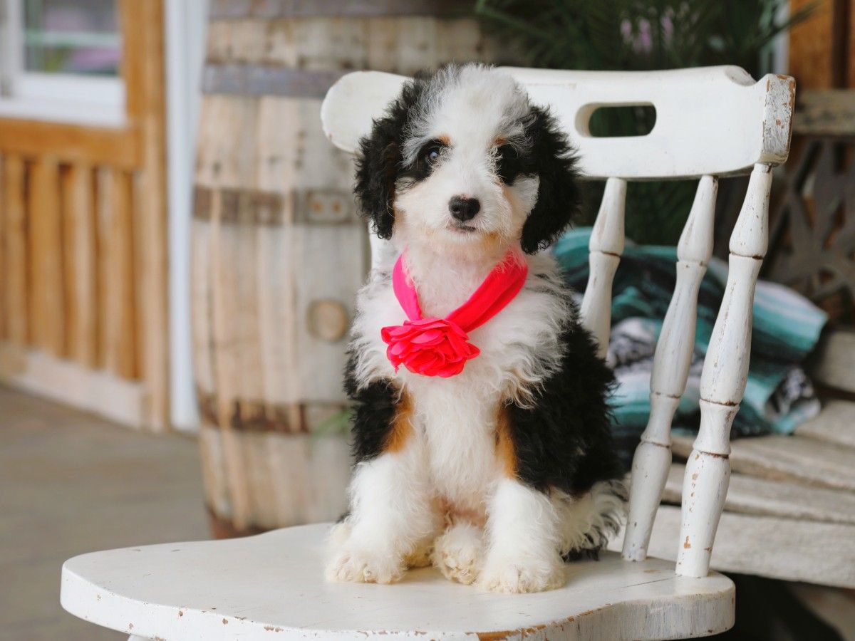 Lacey (12).JPG